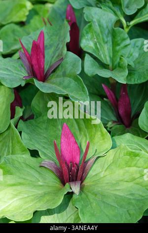 Lys des bois d'Amérique, Trillium chloropetalum, Robin géant, trillium commun, fleurs rouges marron verticales (brachts) au printemps Banque D'Images