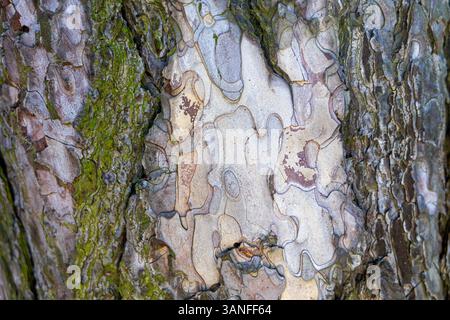 Gros plan d'écorce d'arbre texturée avec des motifs. Vue détaillée de l'écorce d'arbre avec des motifs naturels complexes, des couches pelables et de la mousse verte Banque D'Images