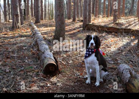 Adorable chien portant un bandana drapeau américain est assis lors d'une randonnée dans une forêt de pins Banque D'Images