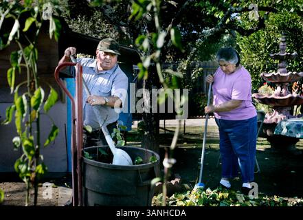 Jeudi 22 novembre 2007. Napa, CA -. Jose Luis Herrera et sa femme, Maria, râtelent les feuilles dans leur jardin. Jose Luis passe une grande partie de son temps dans la cour à cultiver des légumes et des fleurs. Herrera a travaillé dans une pépinière où il a pu amener le reste de sa famille du Mexique..Lianne Milton/Register (crédit image : © Napa Valley Register/ZUMApress.com) Banque D'Images