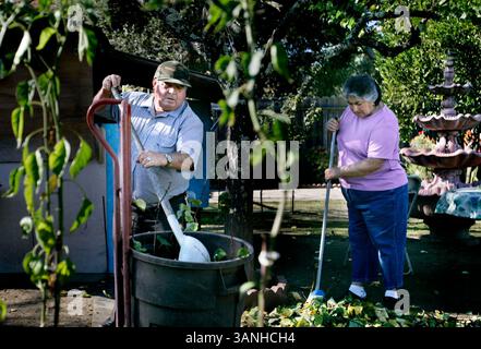 Jeudi 22 novembre 2007. Napa, CA -. Jose Luis Herrera et sa femme, Maria, râtelent les feuilles dans leur jardin. Jose Luis passe une grande partie de son temps dans la cour à cultiver des légumes et des fleurs. Herrera a travaillé dans une pépinière où il a pu amener le reste de sa famille du Mexique..Lianne Milton/Register (crédit image : © Napa Valley Register/ZUMApress.com) Banque D'Images