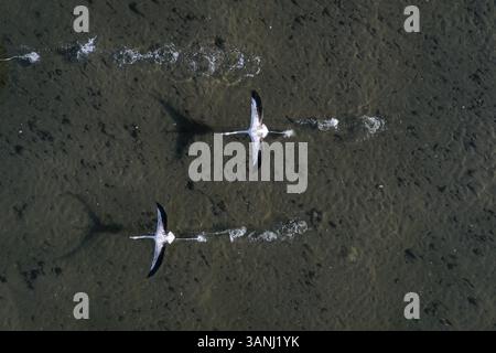 Vue aérienne de deux flamants roses survolant Ria de Aveiro à marée basse, Murtosa, Portugal Banque D'Images