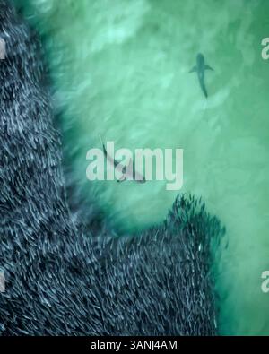 Vue aérienne de requins sombres nageant en eau libre près d'un banc de poissons Menhaden le long de la côte de Southampton, New York, États-Unis. Banque D'Images