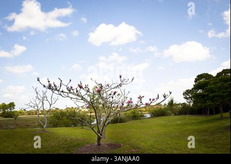 3 avril 2011 - Delray Beach, Floride, U. S - la SOCIÉTÉ AMÉRICAINE DES ORCHIDÉES dans sa 85e année respecte sa vision et sa mission, de s'efforcer d'apporter aux membres des informations opportunes et de pointe sur les orchidées. AOS appuie la recherche fondamentale et appliquée sur les orchidées, et surveille et soutient les efforts de conservation ici en Amérique du Nord ainsi que partout dans le monde. (Crédit image : © Michele Eve Sandberg/ZUMAPRESS.com) Banque D'Images