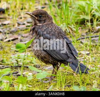 Portrait de poussin Blackbird. Faune sauvage Banque D'Images