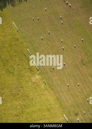 Vue aérienne de balles de paille dans la prairie dans la campagne estonienne. Banque D'Images