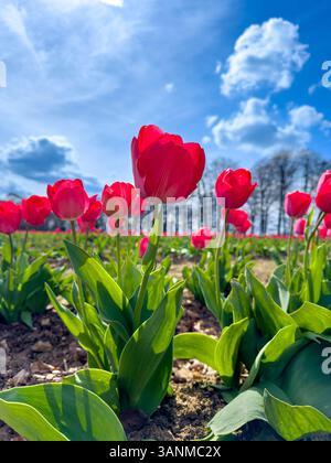 Photo en bas angle de tulipes rouge vif en fleurs sous un ciel bleu clair dans la ceinture des fleurs de Helmsley, mettant en valeur la beauté de la nature dans le Yorkshire, au Royaume-Uni. Banque D'Images