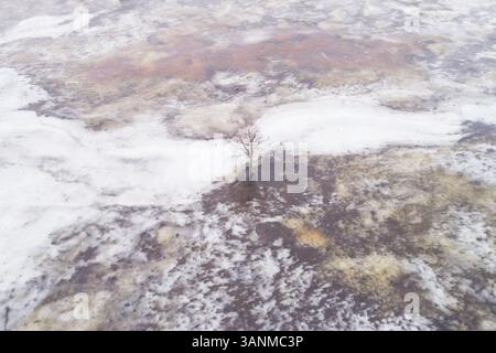 Vue aérienne d'un pin sec entouré d'eau gelée Tipu, comté de Viljandi, Estonie Banque D'Images