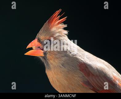 Profil en gros plan d'une femelle cardinal du nord avec une graine en bec. Banque D'Images
