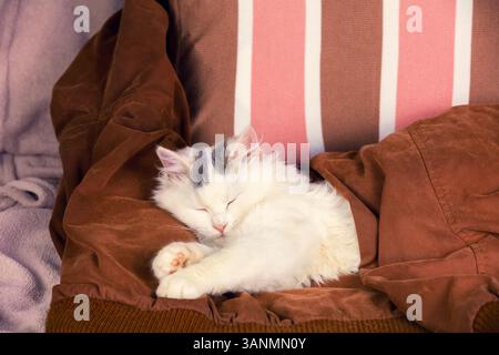 Chat long blanc mignon dormant couvert d'une couverture marron. Le chat allongé dans le lit Banque D'Images