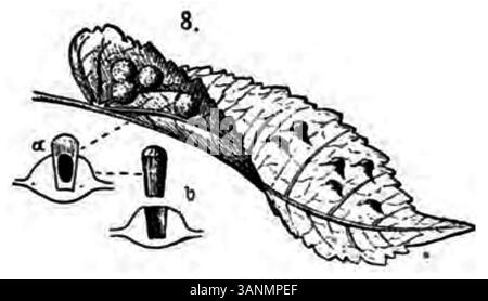 Illustration de Galles à la page 148 du livre de 1906 d'Eli Heimans *Wandelen en waarnemen*, montrant une formation de galles végétale différente. Banque D'Images