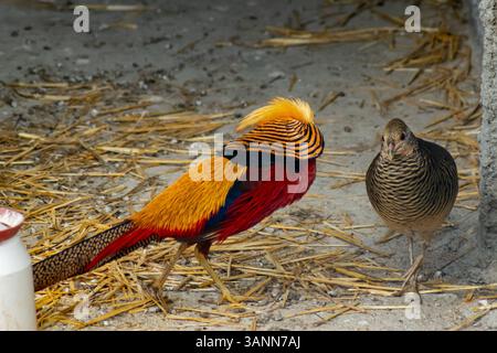 Faisan doré mâle aux couleurs vives avec des plumes frappantes debout à côté d'une femelle aux tons subtils sur un sol recouvert de paille près d'un mur de béton Banque D'Images