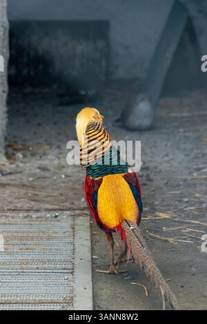 Faisan doré marchant à l'intérieur d'un enclos, mettant en valeur son plumage jaune, rouge et vert frappant Banque D'Images