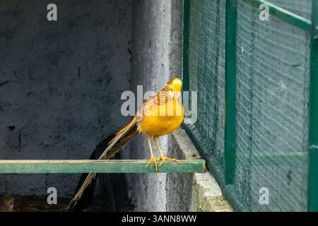 Faisan doré debout sur un perchoir en bois à l'intérieur d'une volière, ses plumes brillantes brillent dans la lumière Banque D'Images