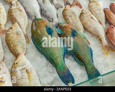 Sharjah. EAU. Souq Al Jubail. Marché aux poissons à Sharjah, Émirats arabes Unis. Achetez le poisson, la viande et les produits les plus frais dans ce souk local animé Banque D'Images