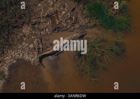 Vue aérienne de crocodile dans la boue et l'eau, Kakadu, territoire du Nord, Australie. Banque D'Images