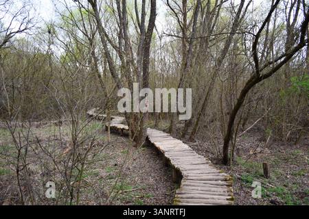 Wooden Log Pathway : un sentier nature rustique à travers la forêt luxuriante. Sentier en bois serpentant à travers une forêt verdoyante. Ponts en bois, paysage mousselé. Banque D'Images
