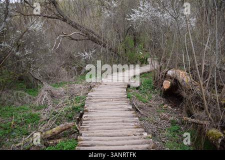 Wooden Log Pathway : un sentier nature rustique à travers la forêt luxuriante. Sentier en bois serpentant à travers une forêt verdoyante. Ponts en bois, paysage mousselé. Banque D'Images