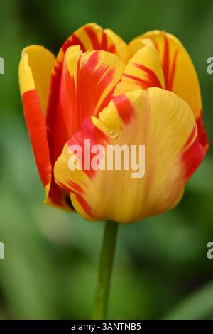Fleur rayée rouge et jaune vibrante de Tulip Banja Luka poussant l'herbe dans le jardin britannique avril Banque D'Images