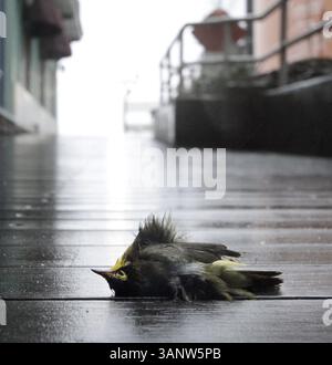 28 août 2011 - Atlantic City, NJ, USA - Un oiseau mort est vu dimanche 28 août 2011 à Atlantic City, New Jersey après que l'ouragan Irene est passé dans la région. (Crédit image : © Elizabeth Robertson/Philadelphia Inquirer/MCT/ZUMAPRESS.com) Banque D'Images