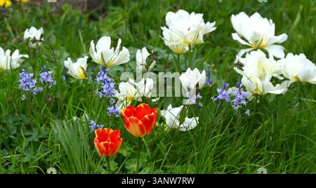 Tulipes blanches Tulipa 'mondial rouge et jaune fleur rayée de Tulip Banja Luka et bluebells espagnols dans le jardin britannique avril Banque D'Images
