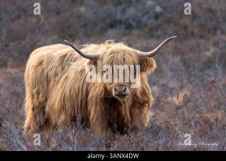 Highland vache écosse Banque D'Images