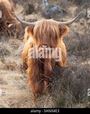 vache highland 2 Banque D'Images