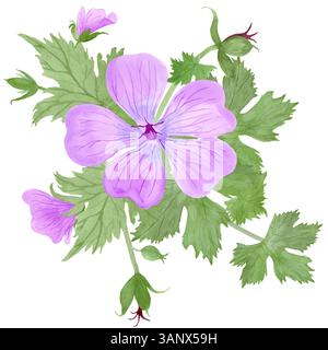 Composition des fleurs et feuilles de géranium maculatum violet clair par aquarelle Banque D'Images