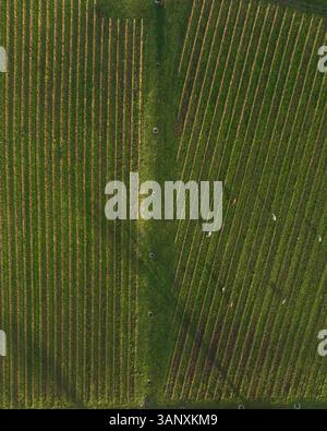 Vue aérienne des vignobles sur la colline au coucher du soleil en automne, Irpinia, Avellino, Campanie, Italie. Banque D'Images