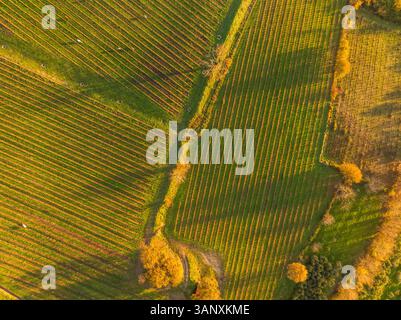 Vue aérienne des vignobles sur la colline au coucher du soleil en automne, Irpinia, Avellino, Campanie, Italie. Banque D'Images