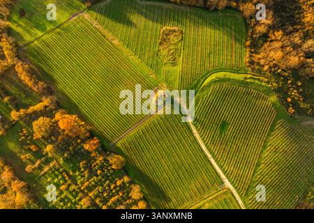 Vue aérienne des vignobles sur la colline au coucher du soleil en automne, Irpinia, Avellino, Campanie, Italie. Banque D'Images