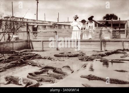 Quatre femmes avec des chapeaux et de longues robes blanches regardant des alligators dans une ferme d'alligators de Miami dans le sud de la Floride, c1905. (ÉTATS-UNIS) Banque D'Images
