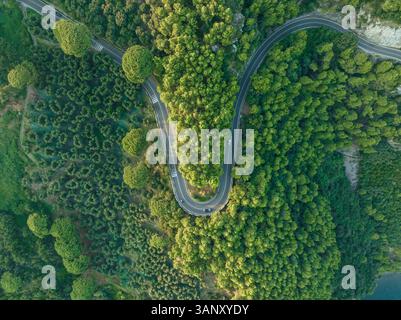 Vue aérienne de la route amalfitaine route serpentine traversant la forêt le long de la côte amalfitaine près de Positano, Salerne, Campanie, Italie. Banque D'Images