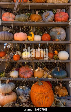 Site de citrouilles et de gourdes sur des étagères en bois dans l'exposition d'automne en plein air dans le centre historique de Jonesborough, Tennessee, États-Unis. Banque D'Images