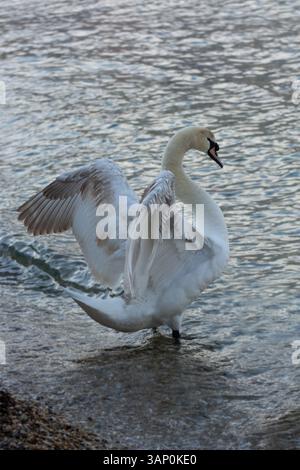 Cygne muet (Cygnus olor) asséchant ses ailes après le bain et le pré-assèchement au bord de la mer. Banque D'Images