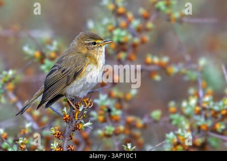 Paruline (Phylloscopus trochilus / Motacilla trochilus) perchée dans un arbuste Banque D'Images