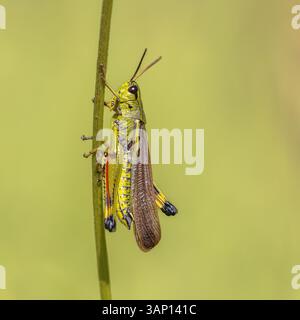 Grande sauterelle marécageuse (Stethophyma grossum). Perché sur l'herbe dans l'habitat naturel. Scène animalière de la nature en Europe. Banque D'Images