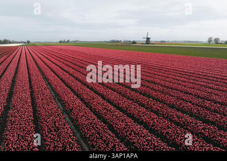 Vue aérienne des champs de tulipes en fleurs avec moulin à vent, Schagen, pays-Bas. Banque D'Images