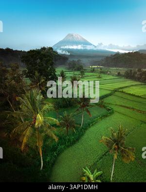 Vue aérienne des champs agricoles et des rizières vertes luxuriantes avec le majestueux Mont Agung en arrière-plan, Karangasem, Bali, Indonésie. Banque D'Images