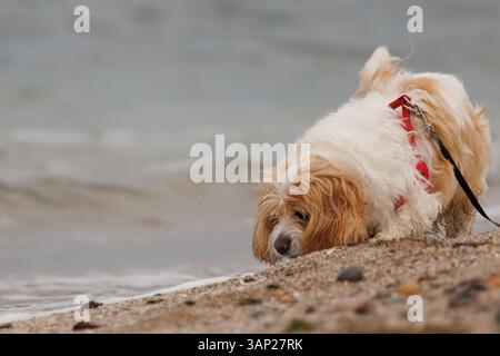 Chien Cavachon avec espace négatif lors d'une promenade sur la plage de chiens Agua Amarga, Alicante, Espagne Banque D'Images