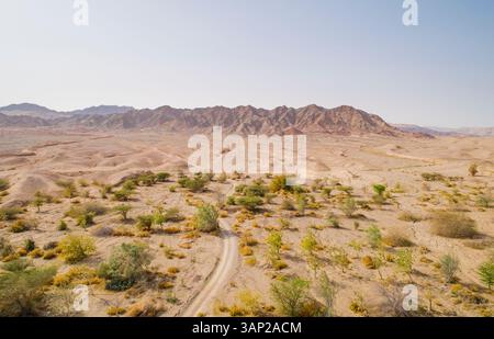 Vue aérienne des arbres dans le désert, Eilat, Israël. Banque D'Images