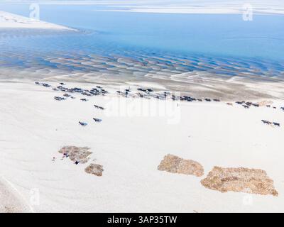 Vue aérienne d'un troupeau de buffles pâturant sur des bancs de sable secs le long du lit de la rivière Jamuna, Gaibandha, Gaibandha, Bangladesh. Banque D'Images