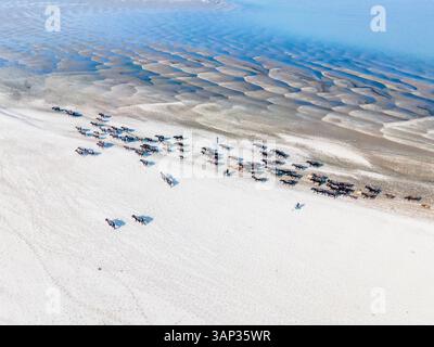 Vue aérienne d'un troupeau de buffles pâturant sur des bancs de sable secs le long du lit de la rivière Jamuna, Gaibandha, Bangladesh. Banque D'Images