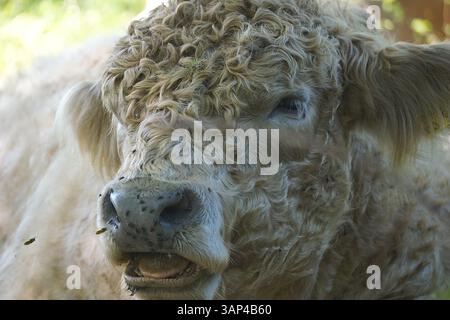 Gros plan portrait de la tête et du visage d'un bovin laineux Galloway, race écossaise de vache, debout sur un pré avec une bouche ouverte montrant sa langue. Banque D'Images