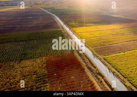 Vue aérienne de véhicules traversant le champ agricole dans la vallée de la Bekaa en automne, Bekaa, Liban Banque D'Images