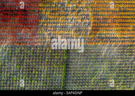 Vue aérienne des champs agricoles dans la vallée de la Bekaa en automne, Bekaa, Liban Banque D'Images