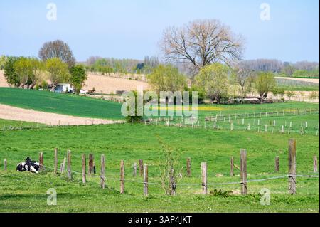 Vaches en pâturage dans les champs agricoles verts et les prairies à Herzéle, Flandre orientale, Belgique, 9 avril 2025 Banque D'Images