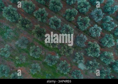 Vue aérienne de haut en bas du champ d'oliveraie dans le sud de l'Istrie en Croatie. Banque D'Images