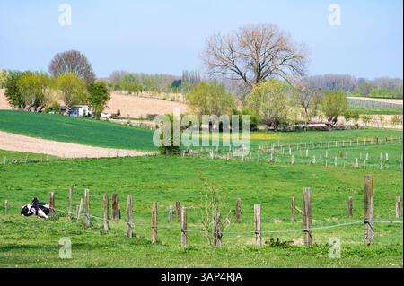 Vaches en pâturage dans les champs agricoles verts et les prairies à Herzéle, Flandre orientale, Belgique, 9 avril 2025 Banque D'Images