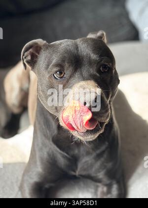 Superbe Bull terrier du Staffordshire avec sa langue Banque D'Images